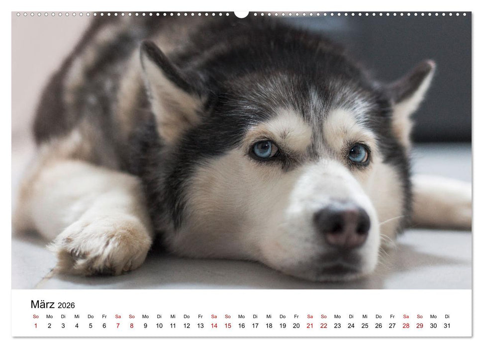 Total gechillte Hunde (CALVENDO Wandkalender 2026)