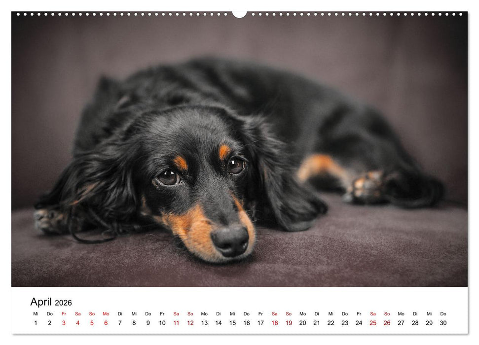 Total gechillte Hunde (CALVENDO Wandkalender 2026)