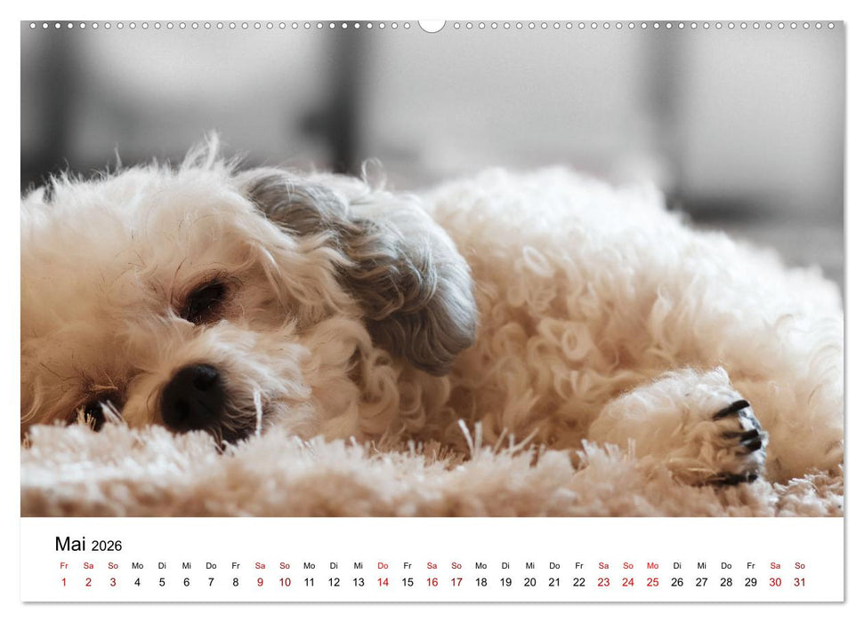 Total gechillte Hunde (CALVENDO Wandkalender 2026)