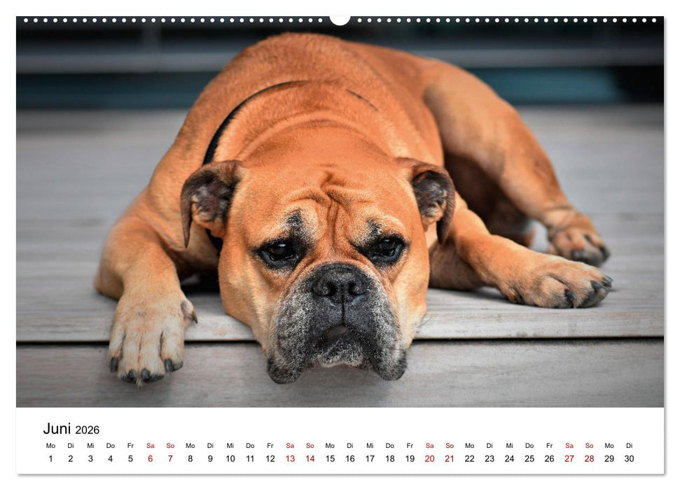 Total gechillte Hunde (CALVENDO Wandkalender 2026)