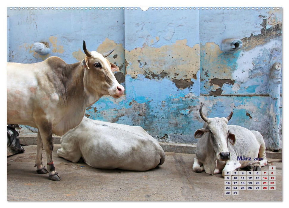 Typisch Indien - Unterwegs in Rajasthan (CALVENDO Premium Wandkalender 2026)