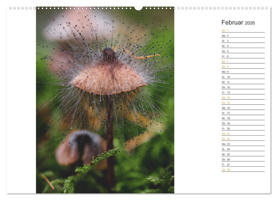 Kleine Wunder vor der Haustür (CALVENDO Premium Wandkalender 2026)