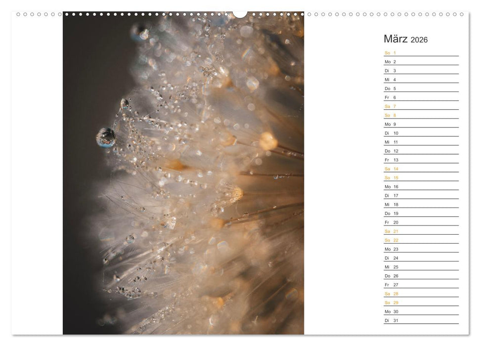 Kleine Wunder vor der Haustür (CALVENDO Premium Wandkalender 2026)