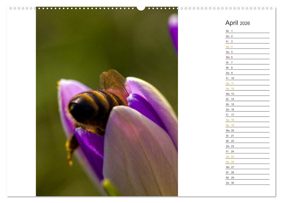 Kleine Wunder vor der Haustür (CALVENDO Premium Wandkalender 2026)