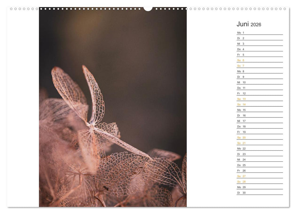 Kleine Wunder vor der Haustür (CALVENDO Premium Wandkalender 2026)