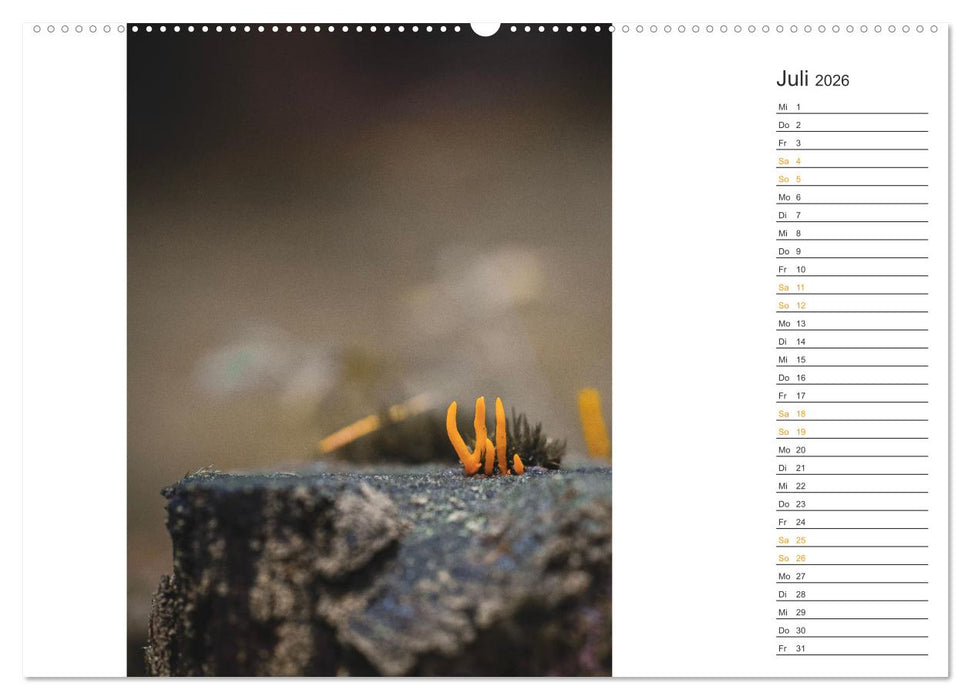 Kleine Wunder vor der Haustür (CALVENDO Premium Wandkalender 2026)