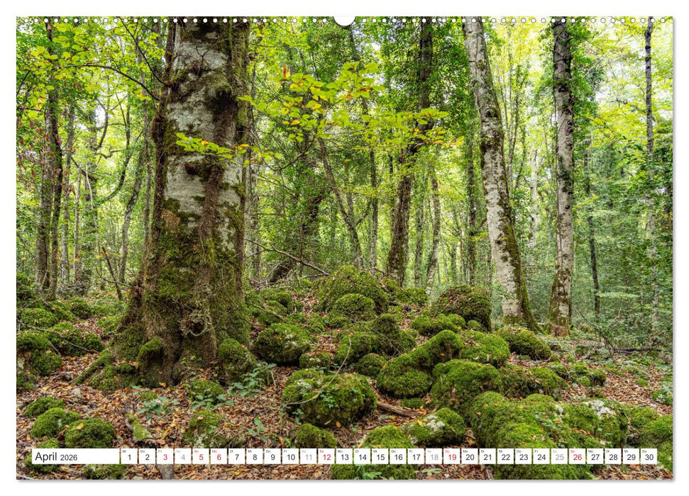 Italien - Apulien (CALVENDO Wandkalender 2026)