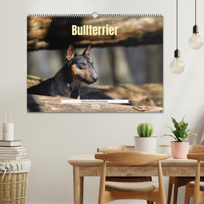 Bullterrier, liebenswerte Sturköpfe (CALVENDO Wandkalender 2026)