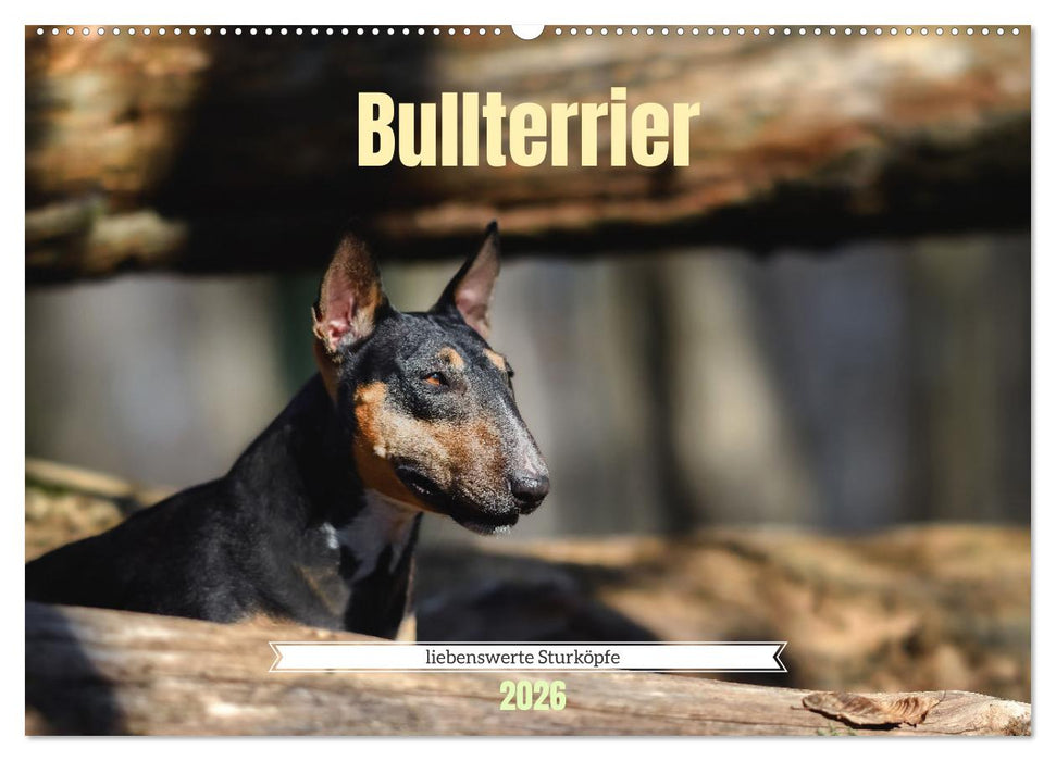 Bullterrier, liebenswerte Sturköpfe (CALVENDO Wandkalender 2026)