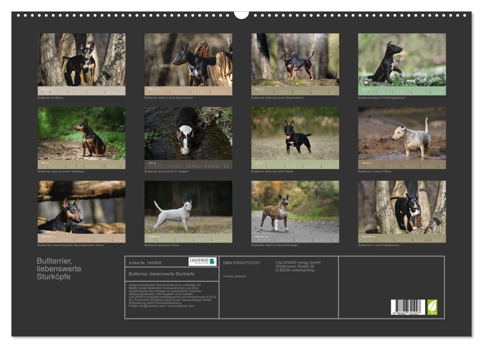 Bullterrier, liebenswerte Sturköpfe (CALVENDO Wandkalender 2026)