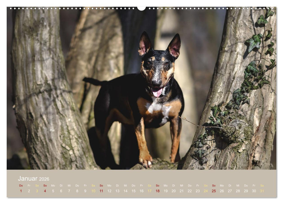 Bullterrier, liebenswerte Sturköpfe (CALVENDO Wandkalender 2026)