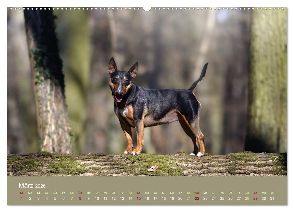 Bullterrier, liebenswerte Sturköpfe (CALVENDO Wandkalender 2026)