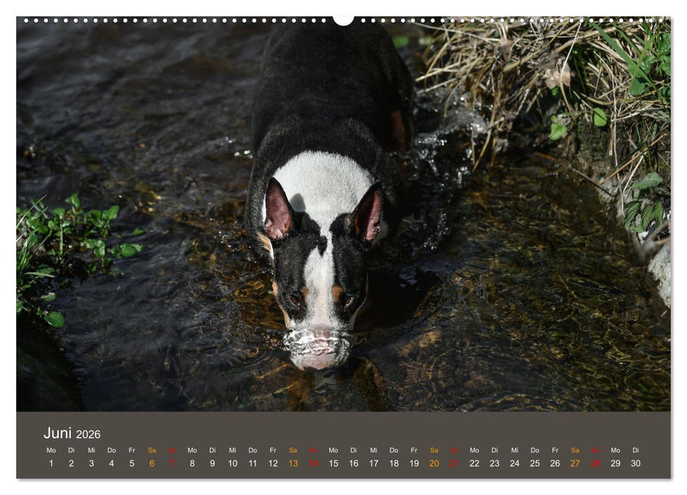 Bullterrier, liebenswerte Sturköpfe (CALVENDO Wandkalender 2026)