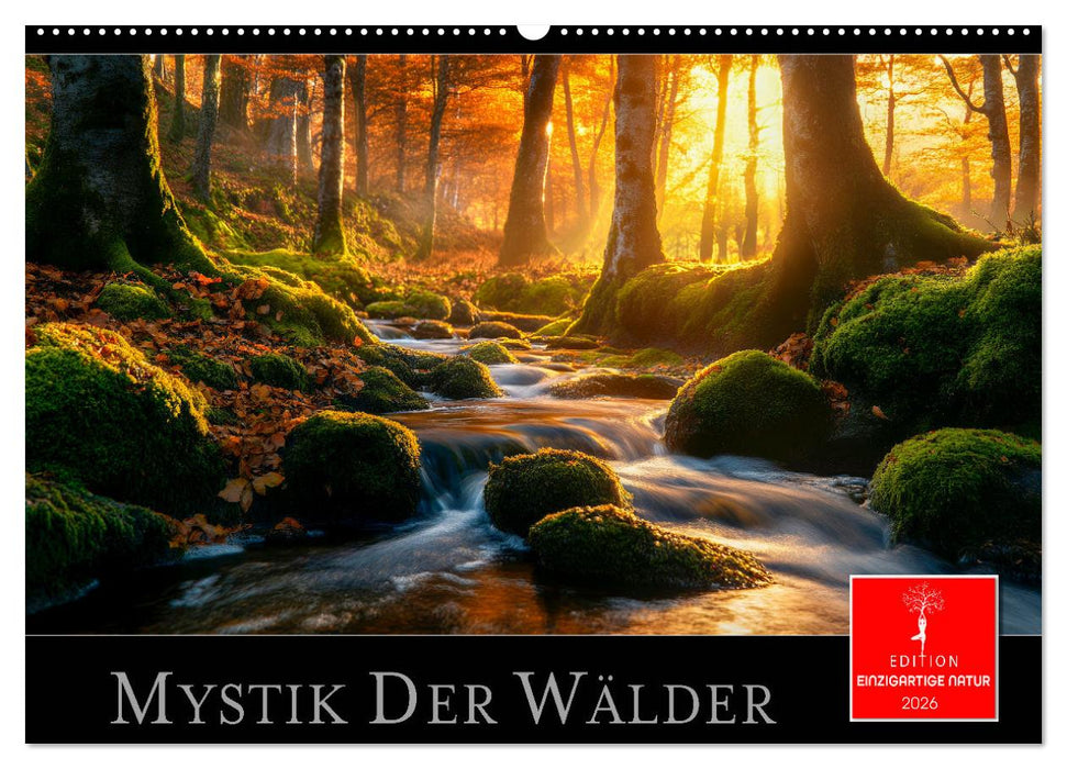 Mystik der Wälder (CALVENDO Wandkalender 2026)