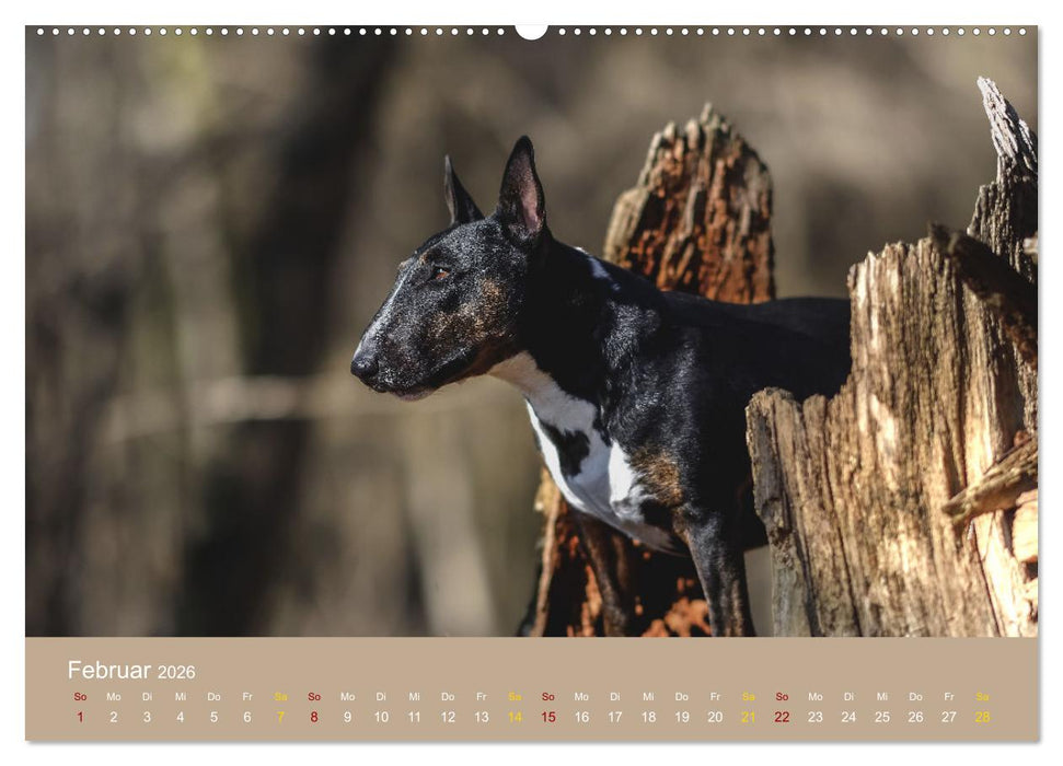Bullterrier, liebenswerte Sturköpfe (CALVENDO Premium Wandkalender 2026)