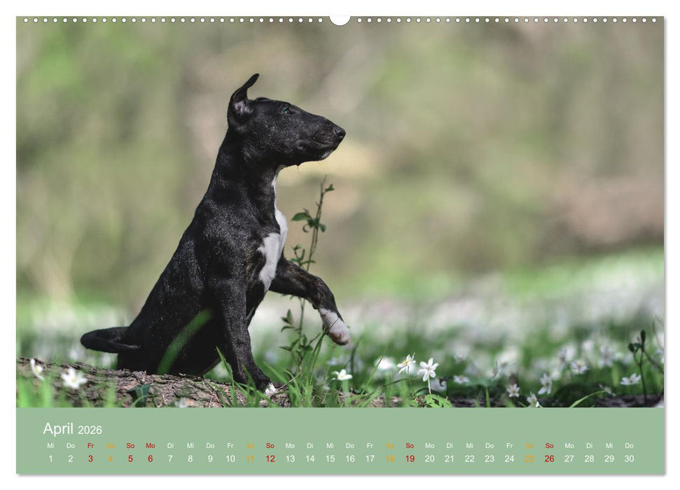 Bullterrier, liebenswerte Sturköpfe (CALVENDO Premium Wandkalender 2026)