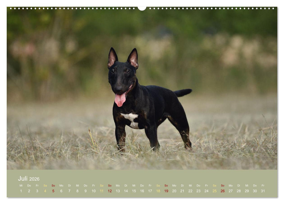 Bullterrier, liebenswerte Sturköpfe (CALVENDO Premium Wandkalender 2026)