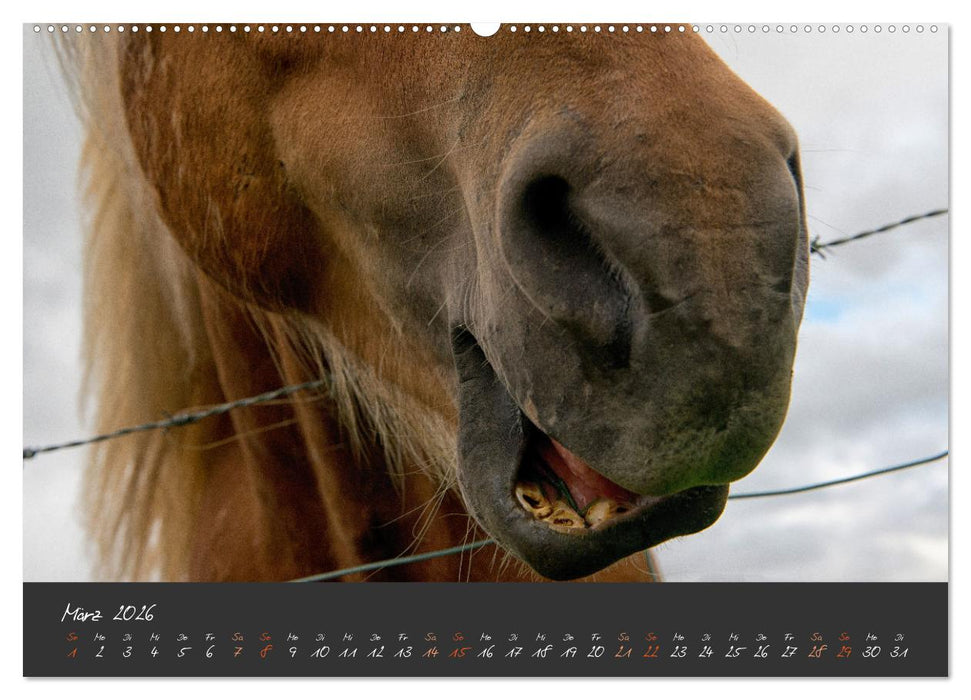 Islandpferde im Isi-Land (CALVENDO Wandkalender 2026)