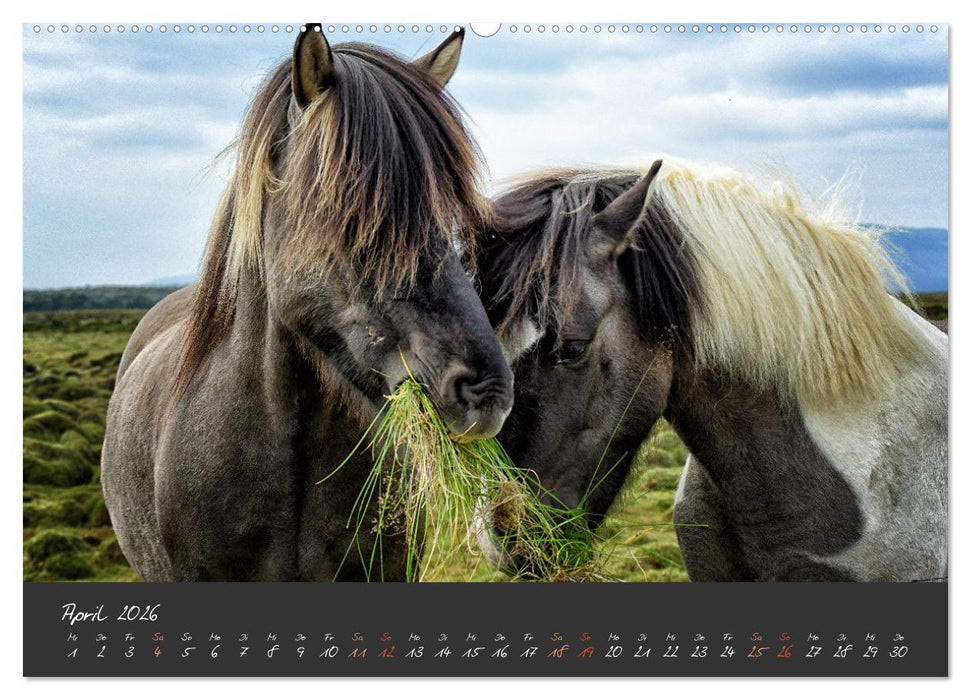 Islandpferde im Isi-Land (CALVENDO Wandkalender 2026)