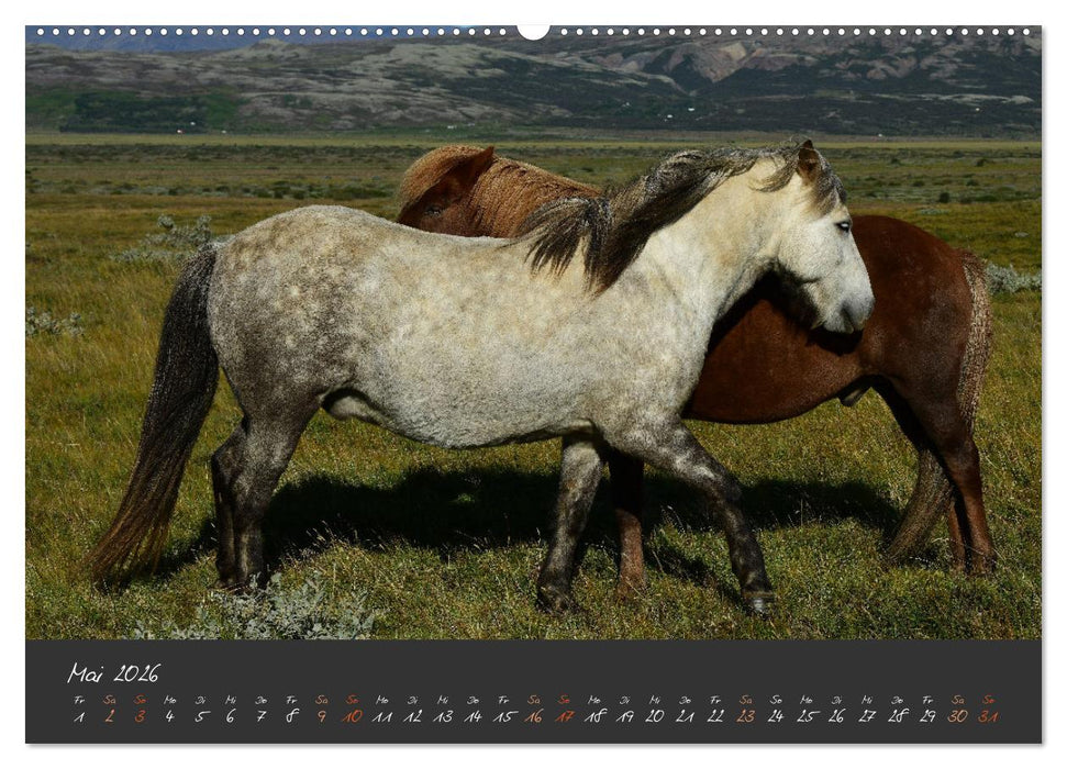 Islandpferde im Isi-Land (CALVENDO Wandkalender 2026)