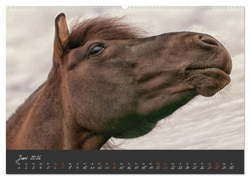 Islandpferde im Isi-Land (CALVENDO Wandkalender 2026)