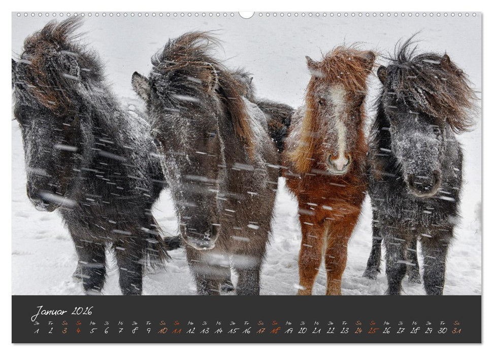 Islandpferde im Isi-Land (CALVENDO Premium Wandkalender 2026)
