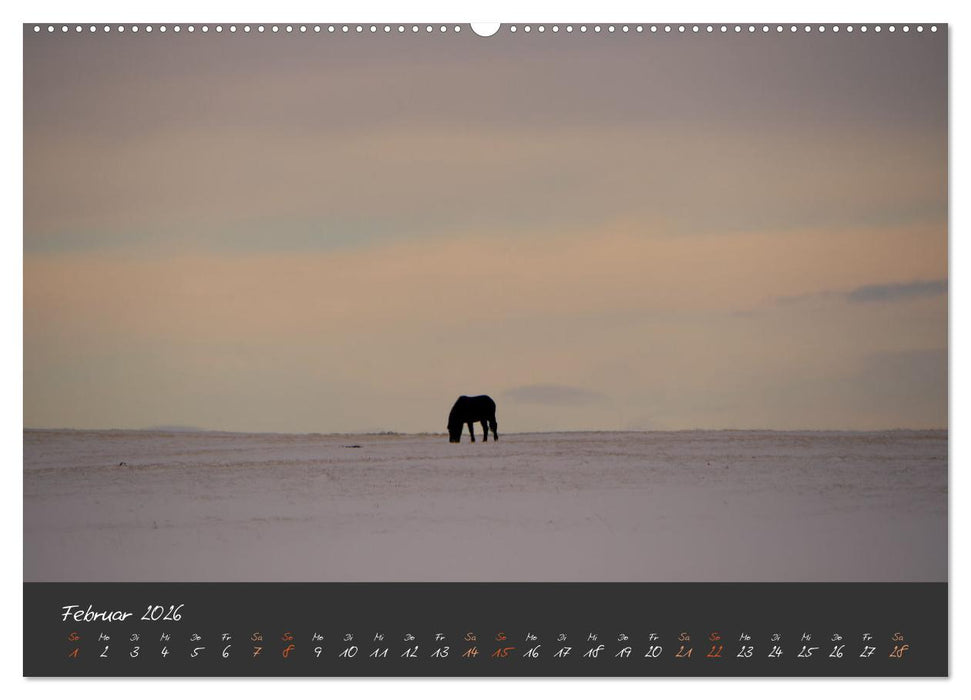 Islandpferde im Isi-Land (CALVENDO Premium Wandkalender 2026)