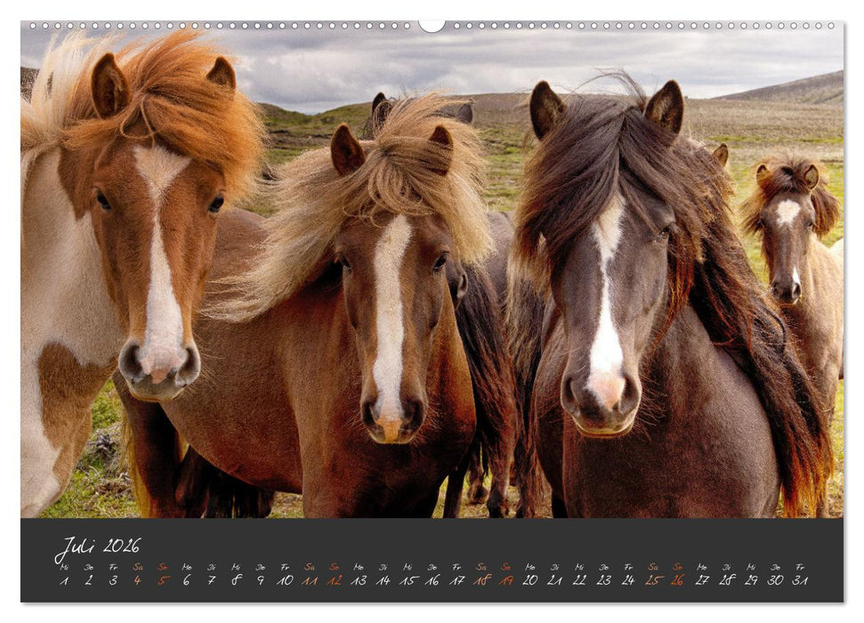 Islandpferde im Isi-Land (CALVENDO Premium Wandkalender 2026)