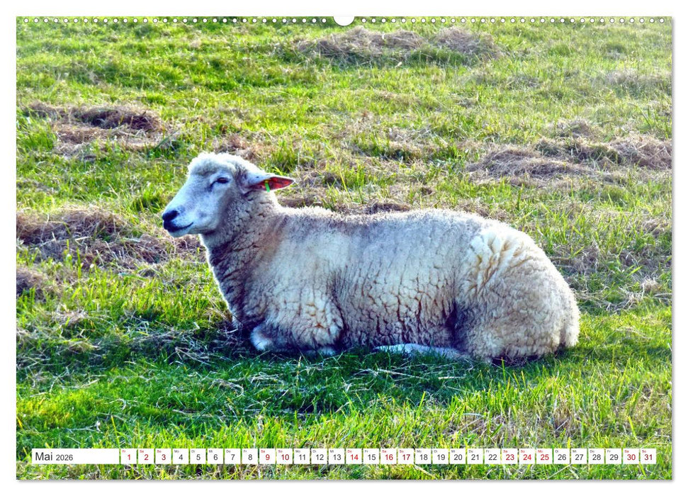 Am Elbdeich - Von Schiffen und Schafen (CALVENDO Wandkalender 2026)