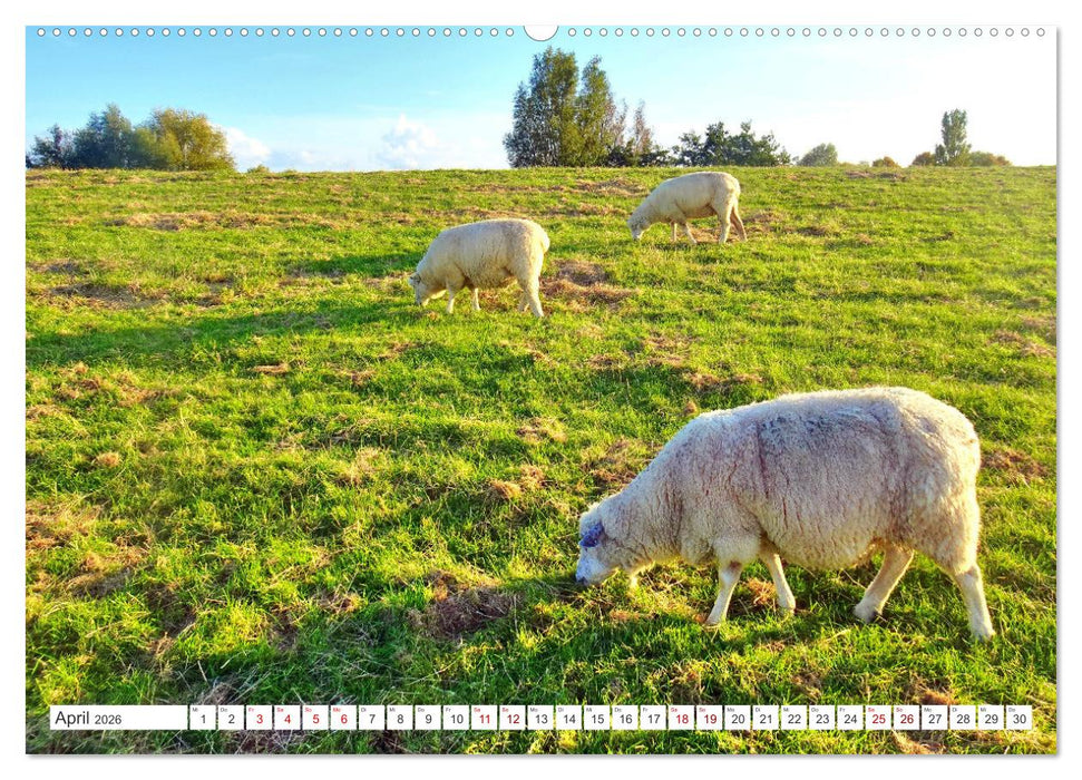 Am Elbdeich - Von Schiffen und Schafen (CALVENDO Premium Wandkalender 2026)