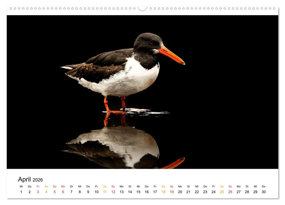 Wilde Heimat - Vögel unserer Natur (CALVENDO Premium Wandkalender 2026)