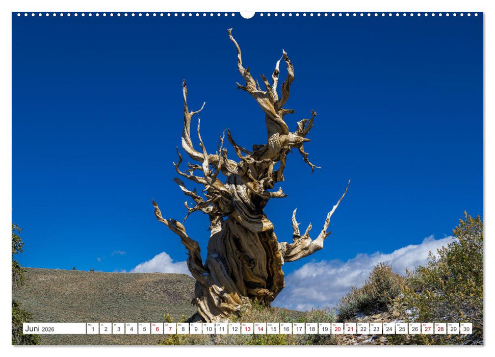 Juwelen der Sierra Nevada (CALVENDO Wandkalender 2026)