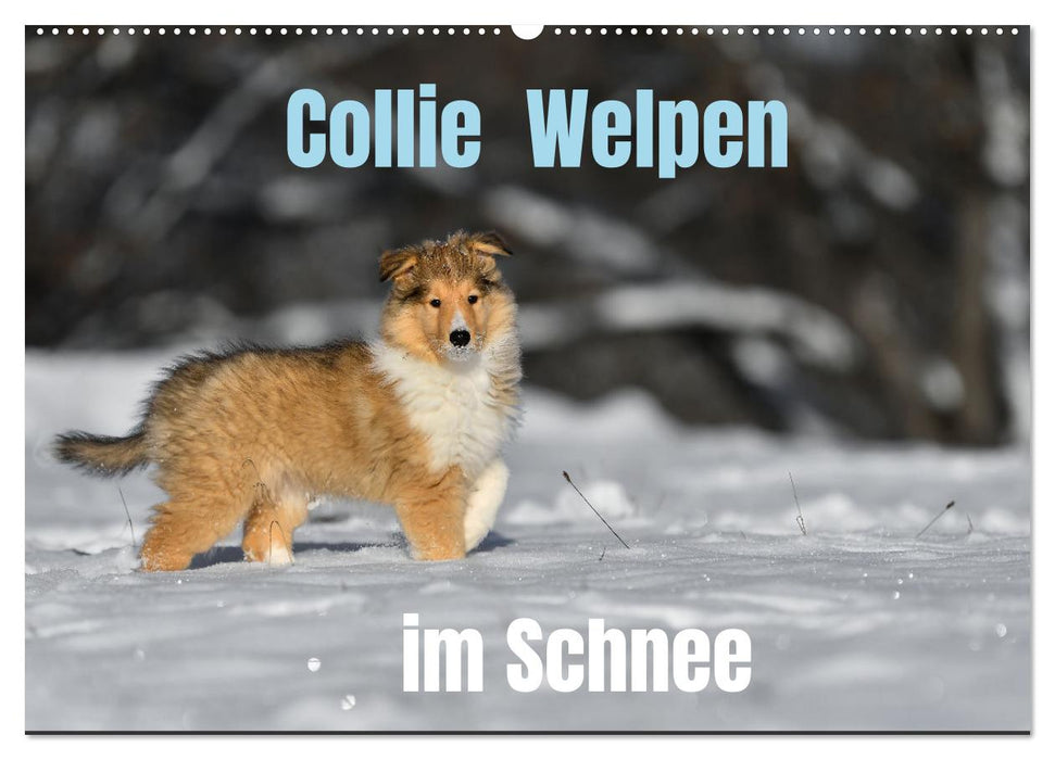 Collie Welpen im Schnee (CALVENDO Wandkalender 2026)