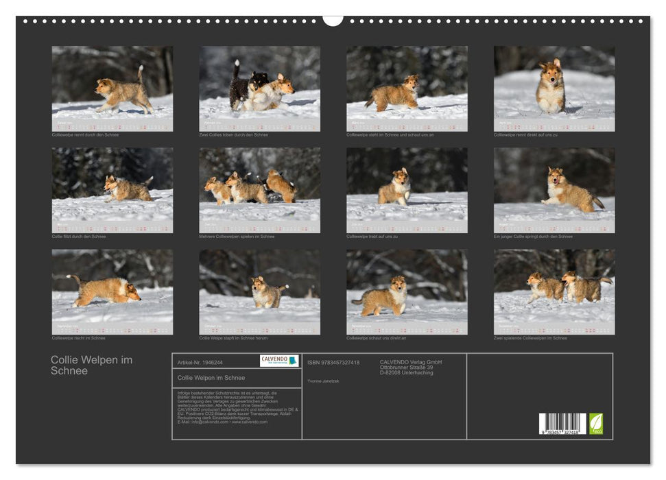 Collie Welpen im Schnee (CALVENDO Wandkalender 2026)