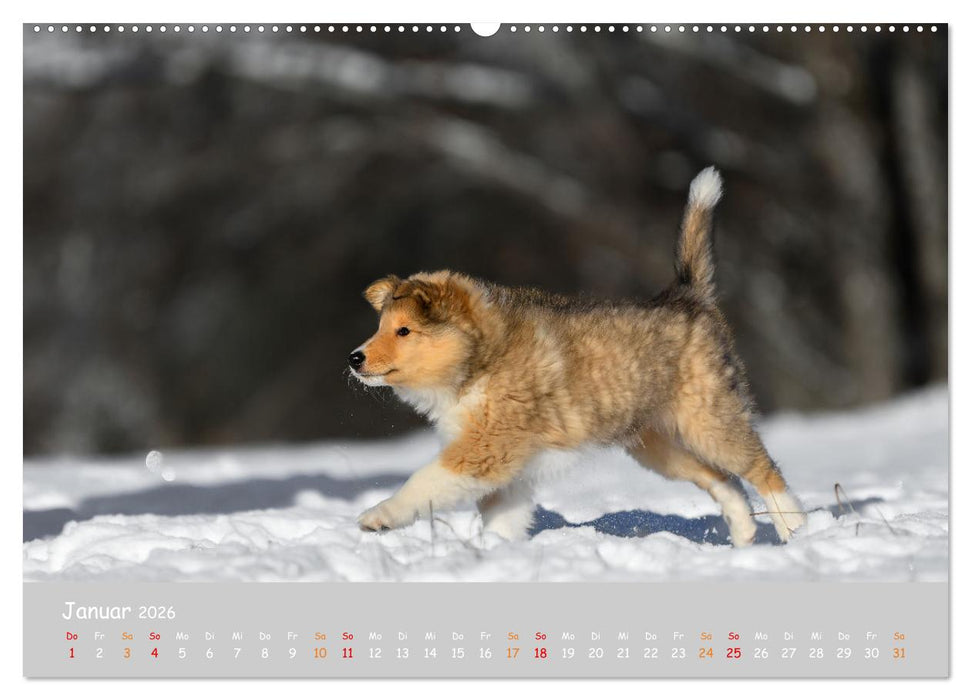 Collie Welpen im Schnee (CALVENDO Wandkalender 2026)