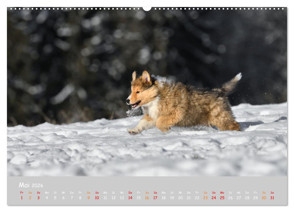 Collie Welpen im Schnee (CALVENDO Wandkalender 2026)