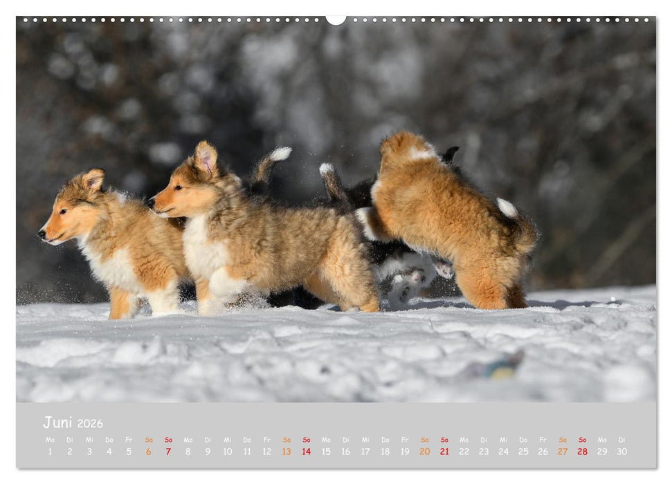 Collie Welpen im Schnee (CALVENDO Wandkalender 2026)