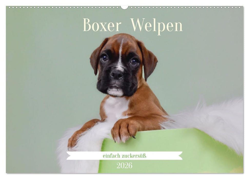 Boxer Welpen einfach zuckersüß (CALVENDO Wandkalender 2026)