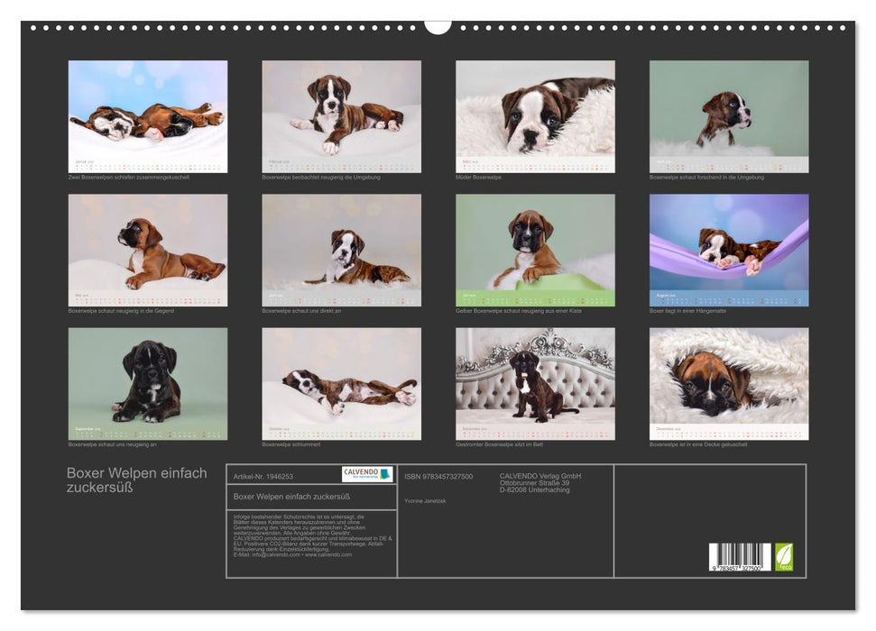 Boxer Welpen einfach zuckersüß (CALVENDO Wandkalender 2026)