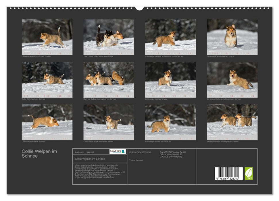 Collie Welpen im Schnee (CALVENDO Premium Wandkalender 2026)