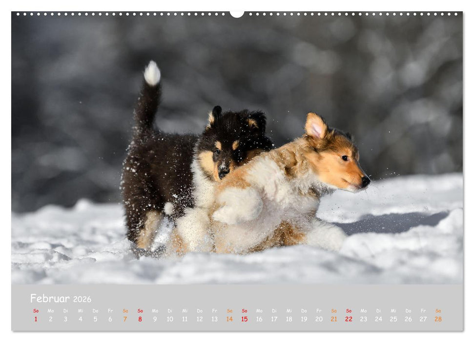 Collie Welpen im Schnee (CALVENDO Premium Wandkalender 2026)