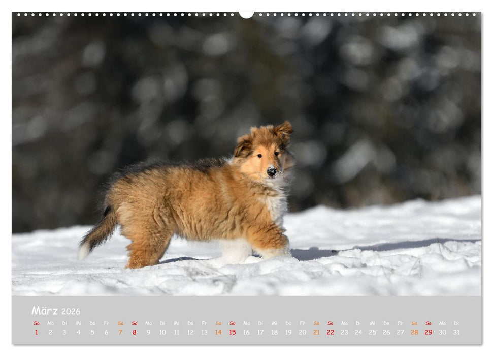 Collie Welpen im Schnee (CALVENDO Premium Wandkalender 2026)