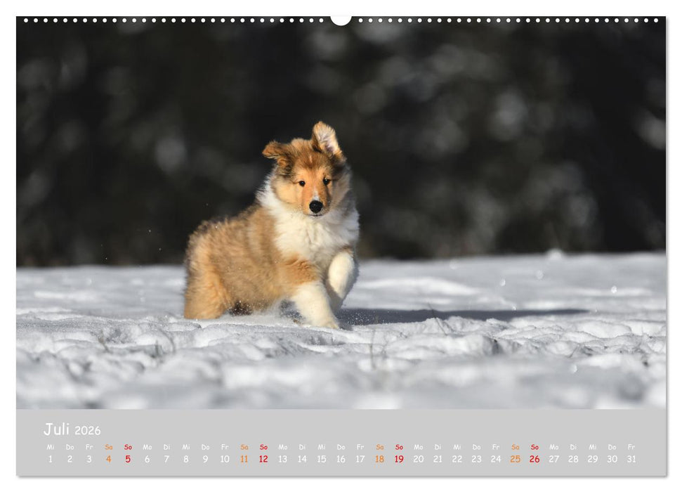 Collie Welpen im Schnee (CALVENDO Premium Wandkalender 2026)