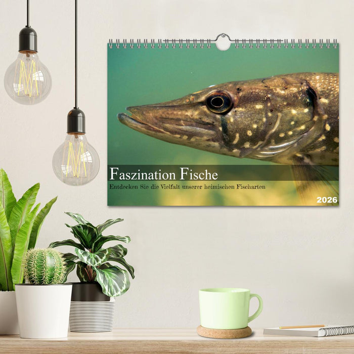 Faszination Fische (CALVENDO Wandkalender 2026)