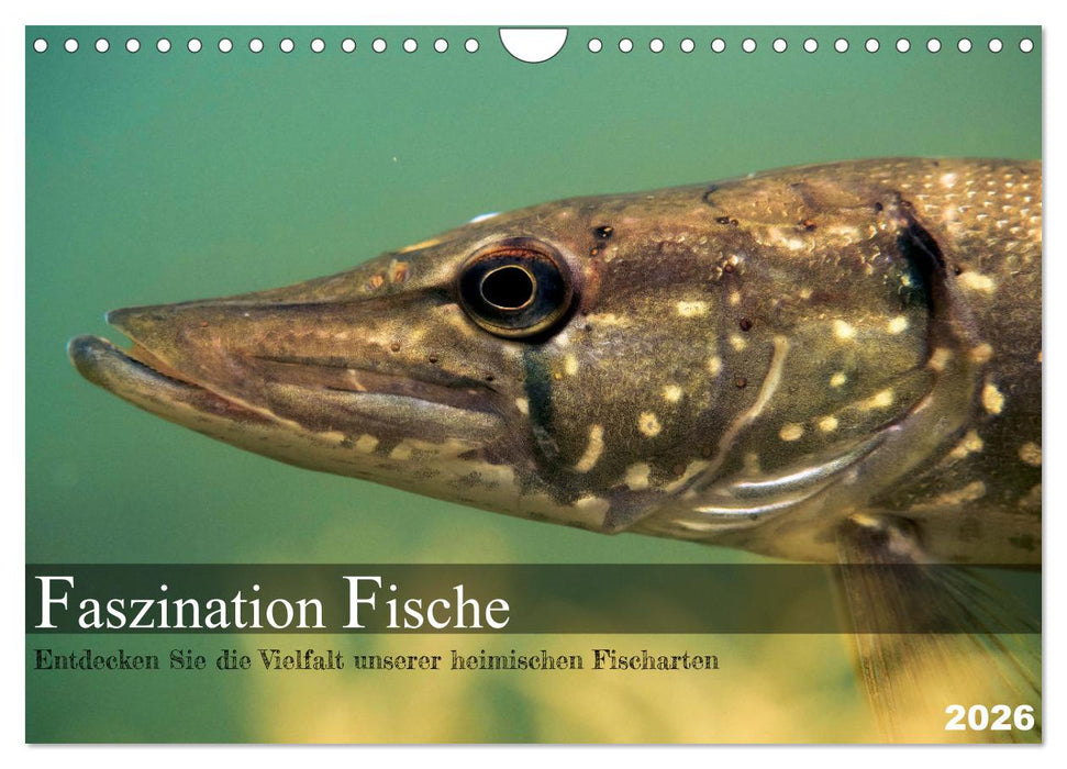 Faszination Fische (CALVENDO Wandkalender 2026)