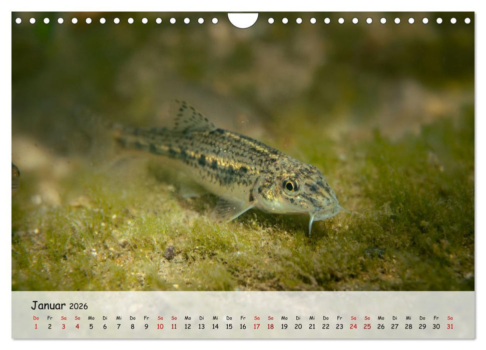 Faszination Fische (CALVENDO Wandkalender 2026)