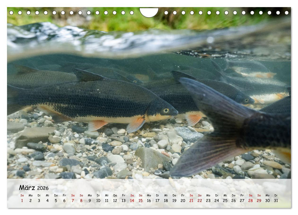 Faszination Fische (CALVENDO Wandkalender 2026)