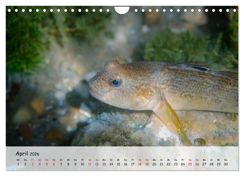 Faszination Fische (CALVENDO Wandkalender 2026)