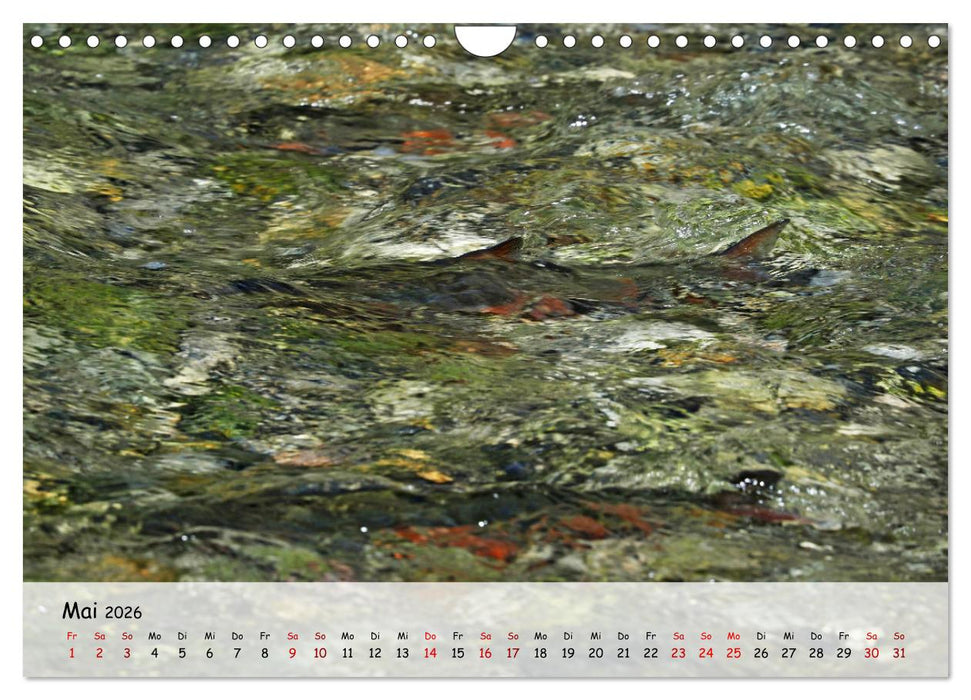 Faszination Fische (CALVENDO Wandkalender 2026)
