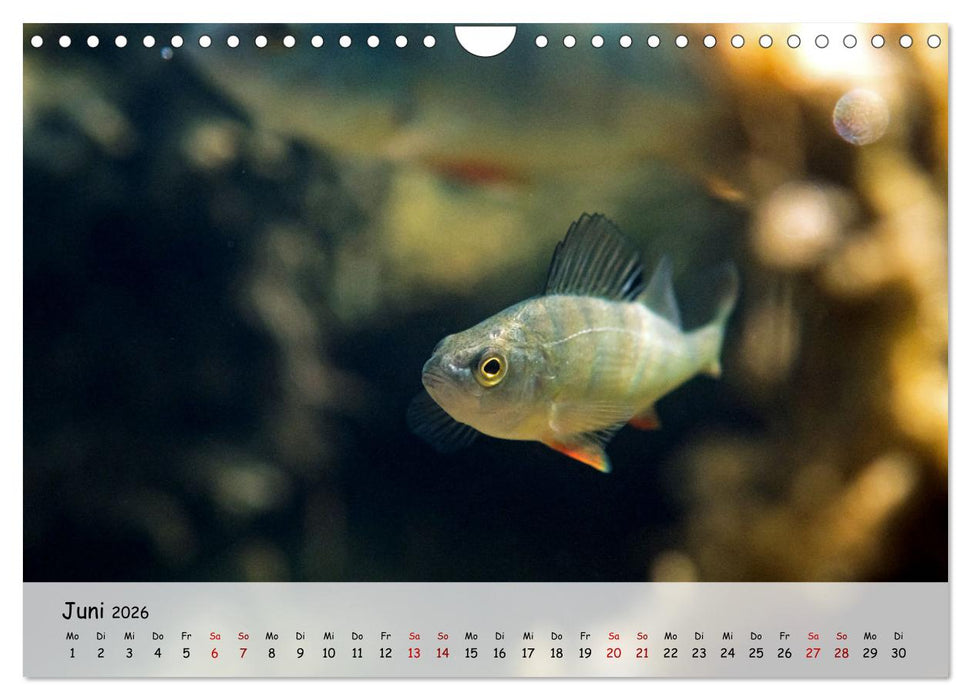 Faszination Fische (CALVENDO Wandkalender 2026)